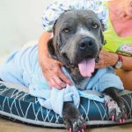 Pet of the Week